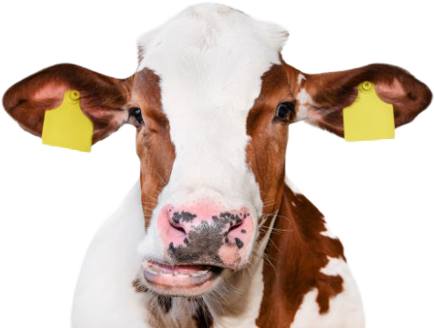 Rot-bunte Kuh mit Ohrmarken