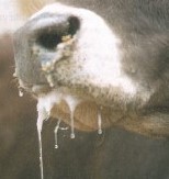 Kopf eines Rindes, von dessen Maul lange, fadenziehende Speichelfäden herabhängen